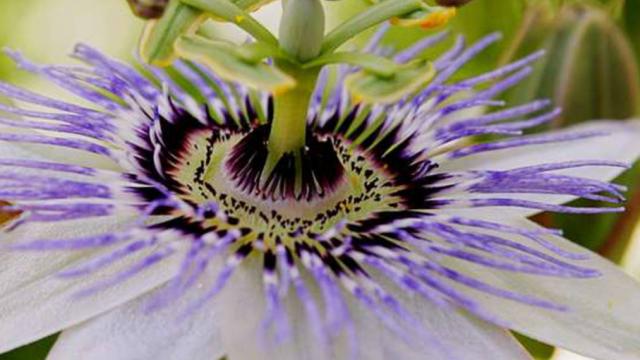 Fleur du fruit de la passion