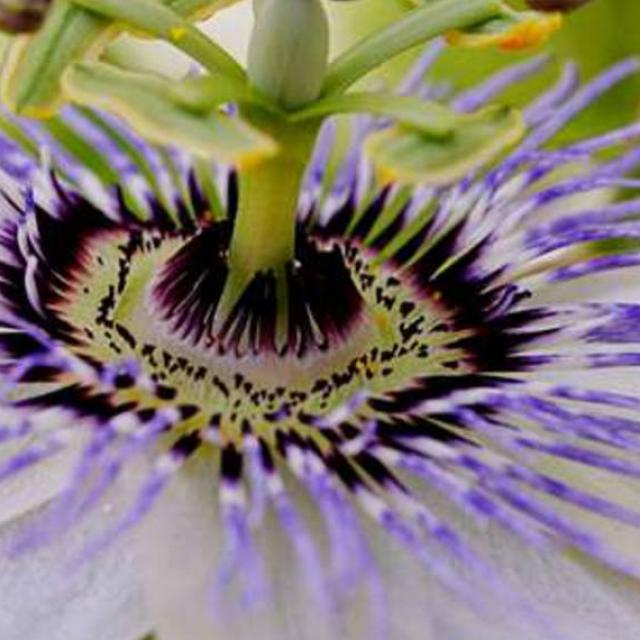 Fleur du fruit de la passion