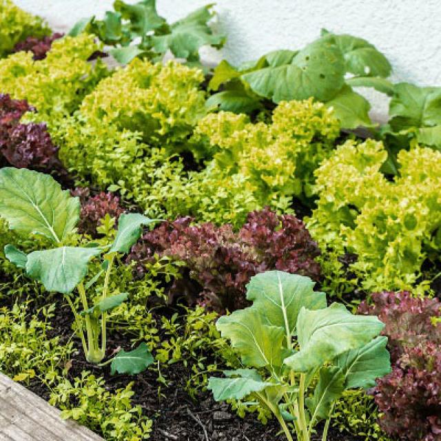 Hochbeet im Frühling