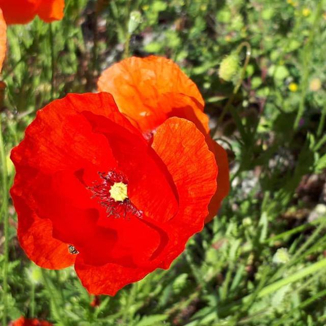 Coquelicots De Cardaillac