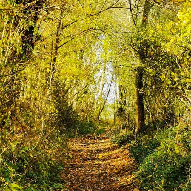 Sous Bois lot quercy