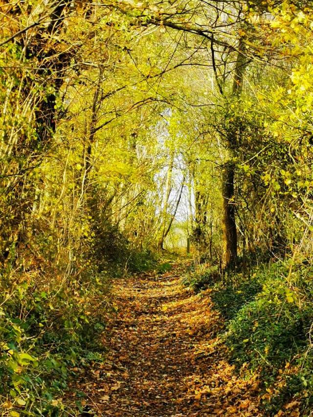 Sous Bois lot quercy