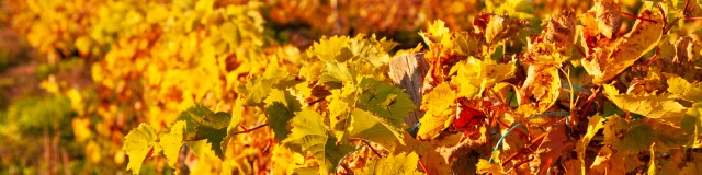 Vignes en Automne à Montamel