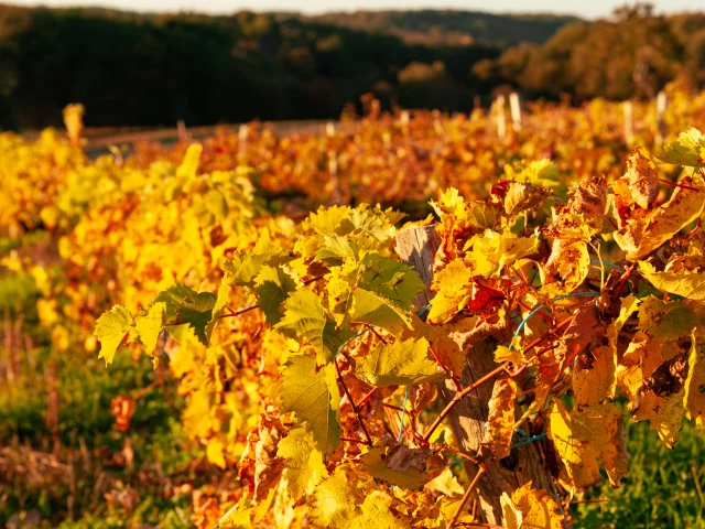 Vignes en Automne à Montamel