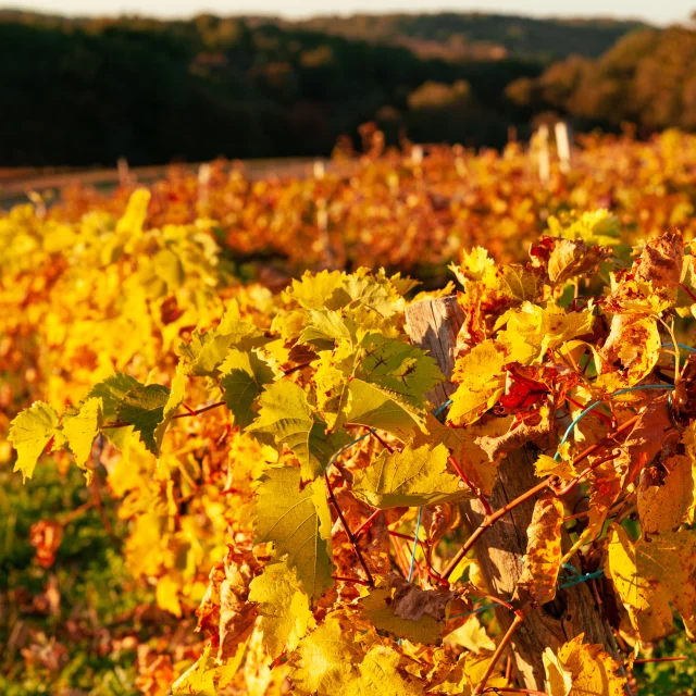 Vignes en Automne à Montamel