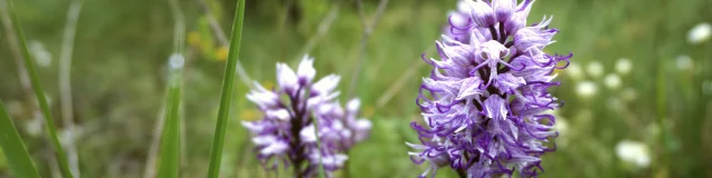 Orchidées violettes